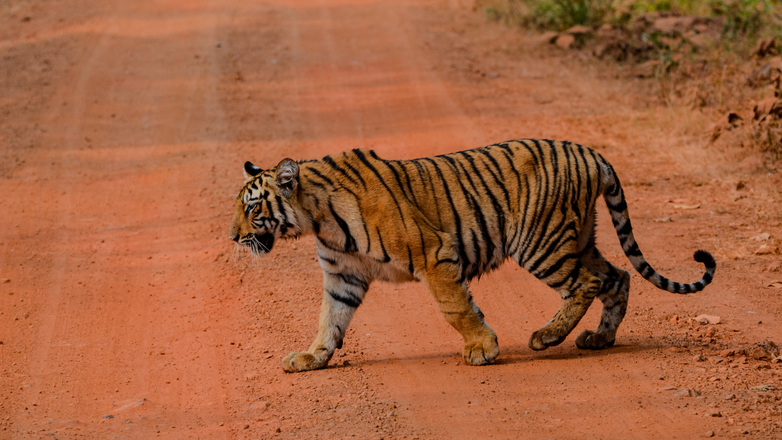 a bengal tiger walking on a muddy red pathway - Trees N Tigers, Tadoba